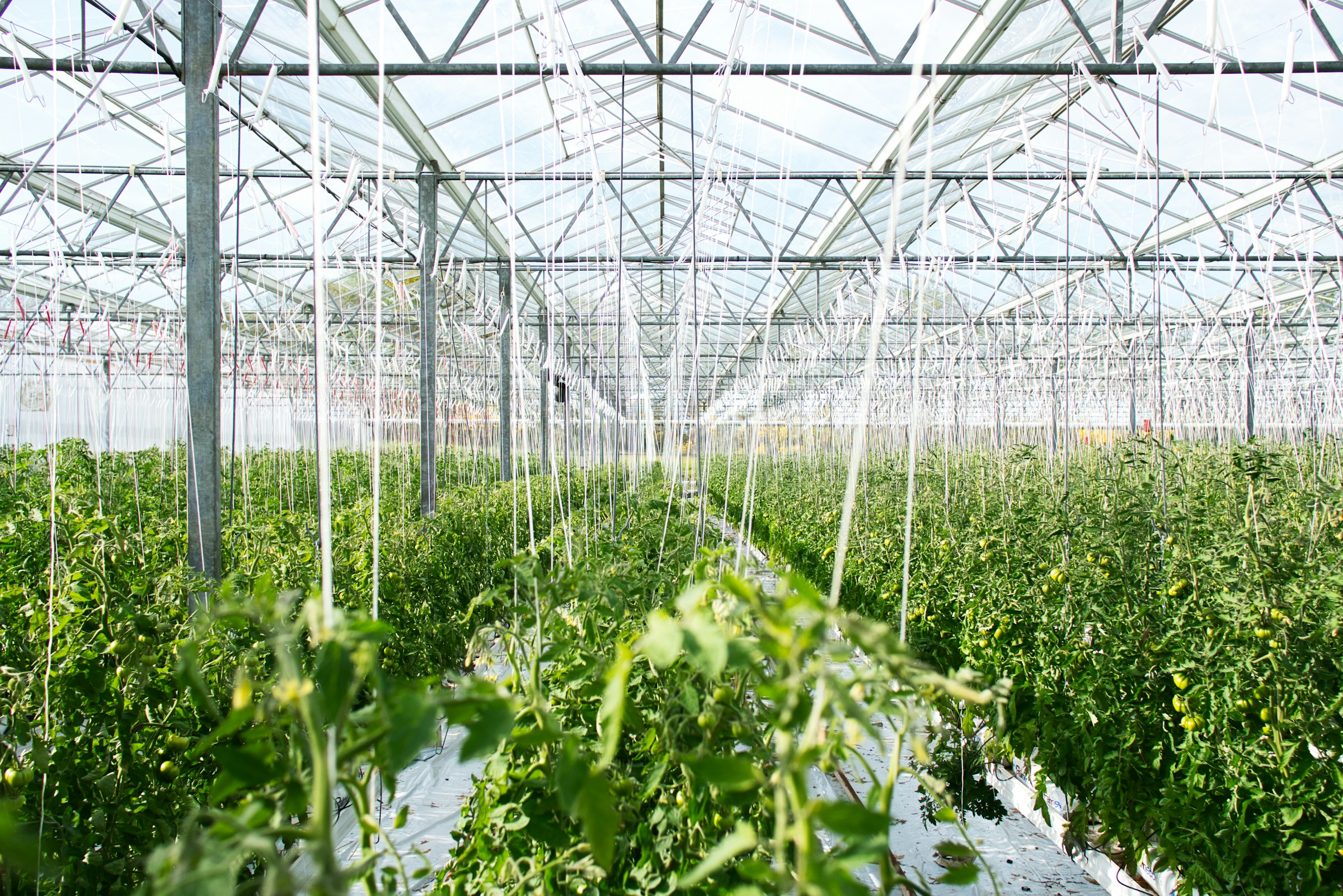Light through greenhouse glazing