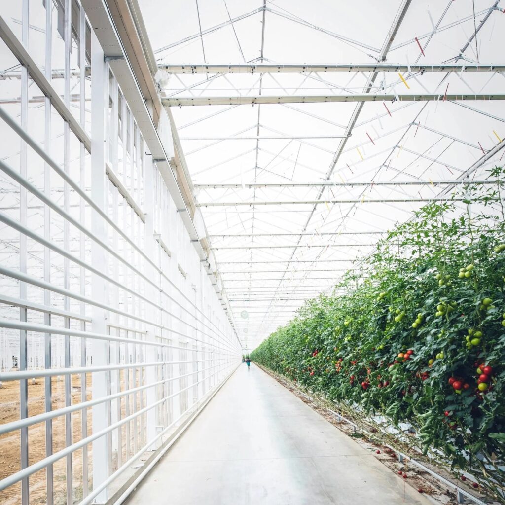 Albotherm leads £2M collaborative project to scale low-emissions greenhouse technology for UK growers